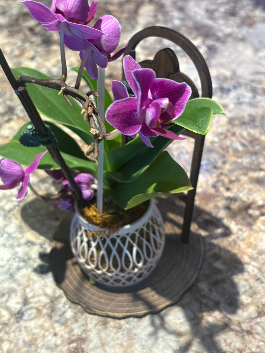 How to Get Your Phalaenopsis Orchid to Rebloom (Without the Long Wait) - Shear Xcitement Boutique