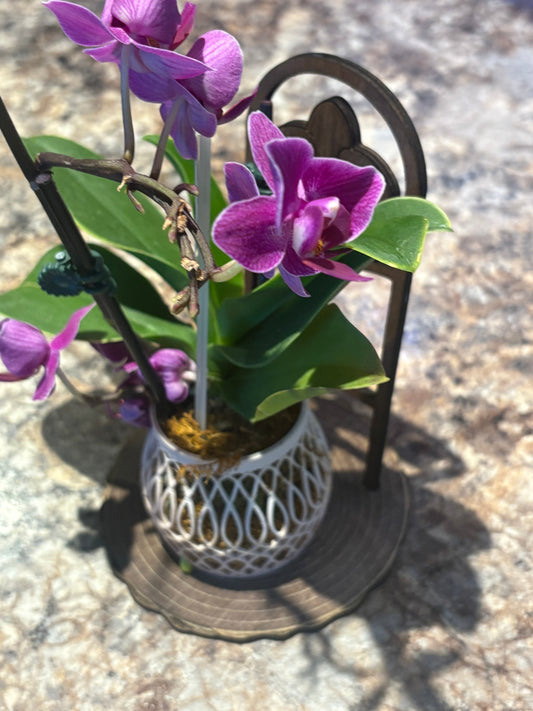 How to Get Your Phalaenopsis Orchid to Rebloom (Without the Long Wait) - Shear Xcitement Boutique