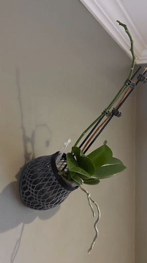 Wall - Mounted Curved Lattice Orchid Pot - Shear Xcitement Boutique